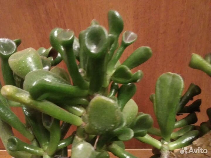 Толстянка/крассула Хоббит