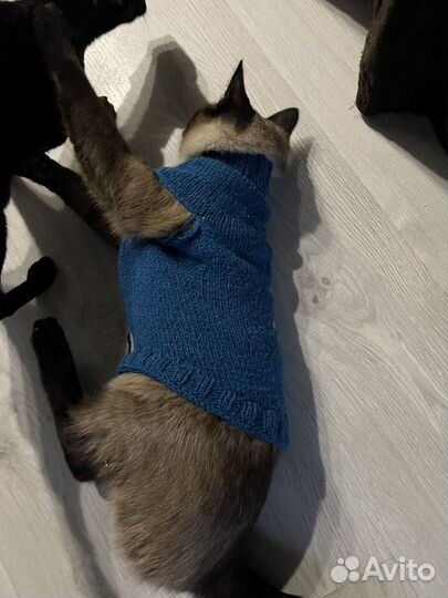 Одежда для маленькой породы