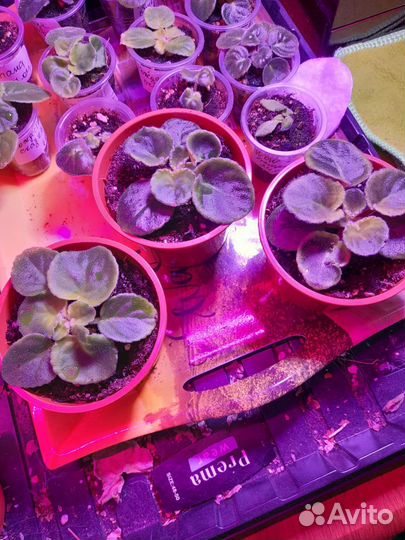 Фиалки сортовые