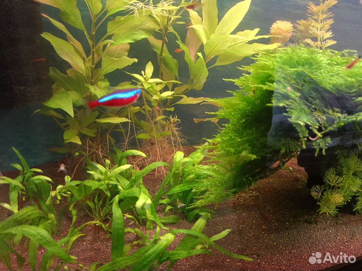 Аквариумные растения