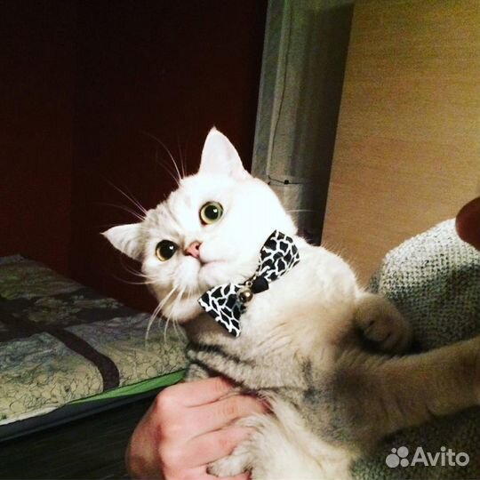 Вязка кот британец