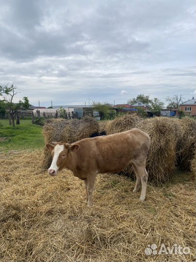 Тайота корова