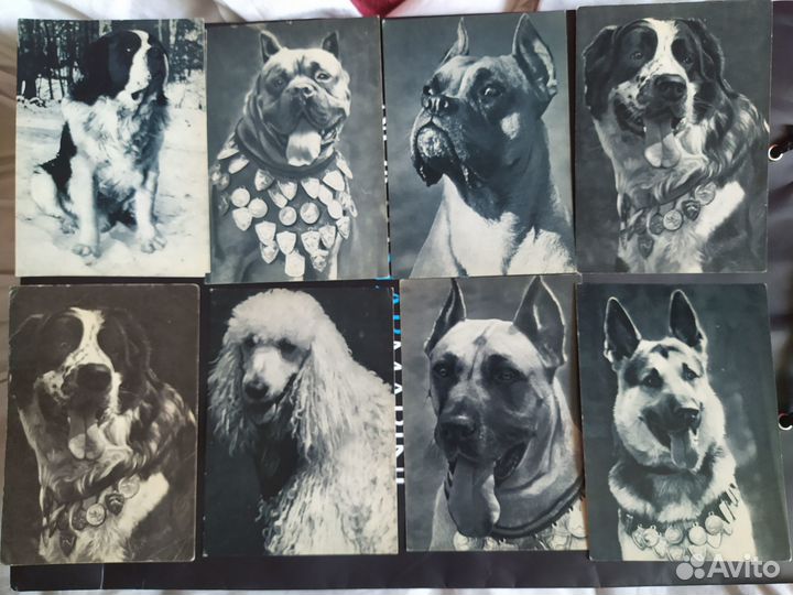 Коллекция открытки животные 1969 год