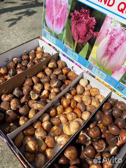 Луковицы тюльпанов, гиацинтов, нарциссов, крокусов