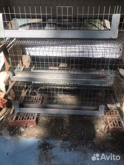 Клетки для перепелов