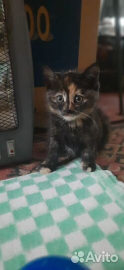 Кошка в дар