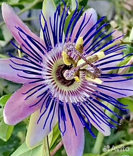 Пассифлора Алларди