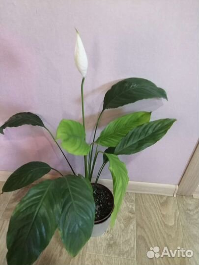 Спатифиллум