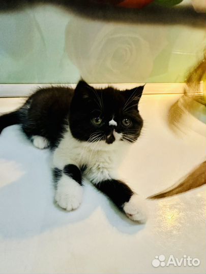 Экзотическая короткошерстная милашка