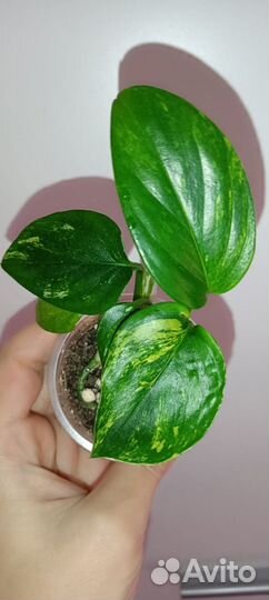 Филодендрон Кобра жëлтая