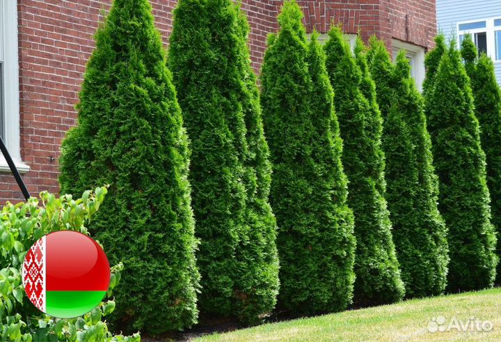 Туи Ростовка большая 7 м