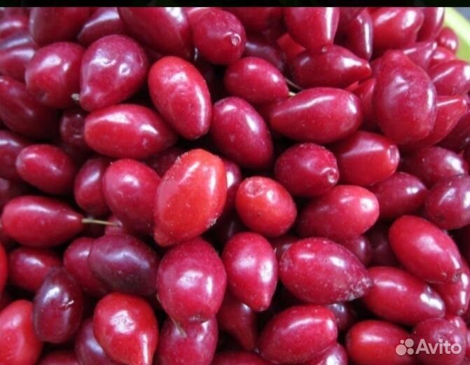 Кизил и Лимонник