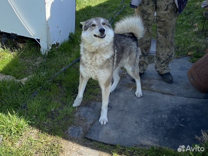 Лайка зсл