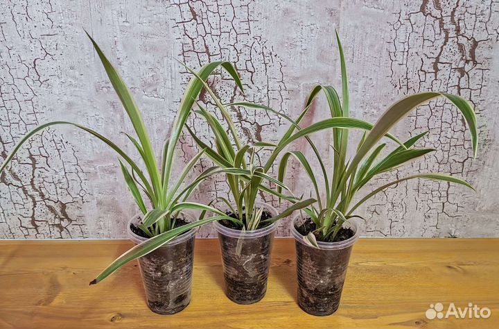 Хлорофитум