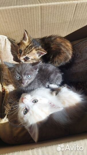 Котята в добрые руки