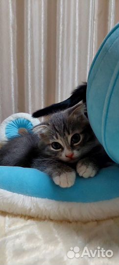 Шотландская вислоухая в добрые руки