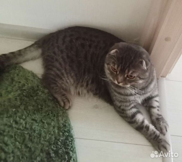 Зоуняня, передержка животных,кошек, собак,растений