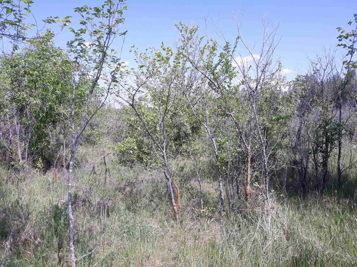 Участок 7,3 сот. (СНТ, ДНП)