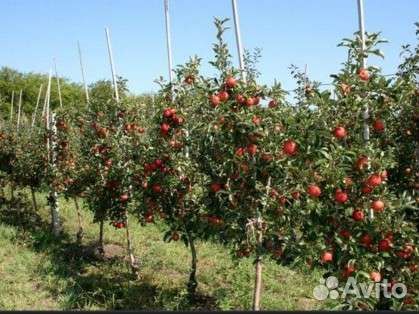 Саженцы, плодовые деревья и кустарники