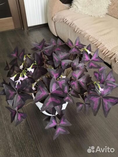 Кислица (оксалис)