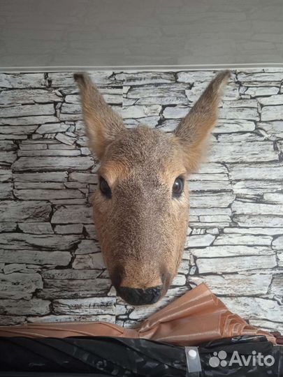 Чучело голова косули