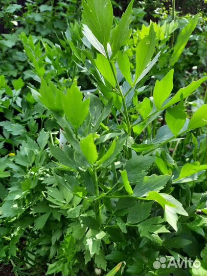 Тибетская малина и др. растения