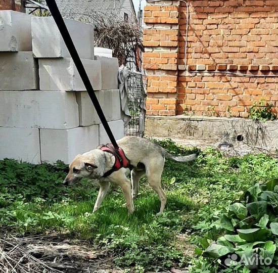 Собака в добрые руки