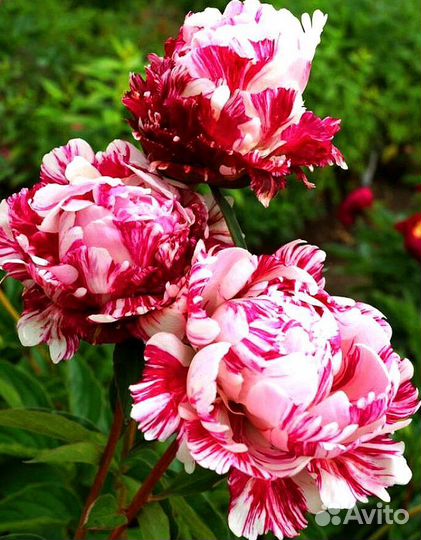 Саженцы пионов сорт Кенди Страйп