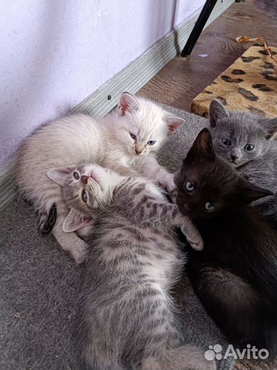 Котята в добрые руки