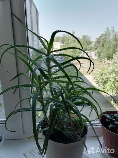 Алоэ лечебный