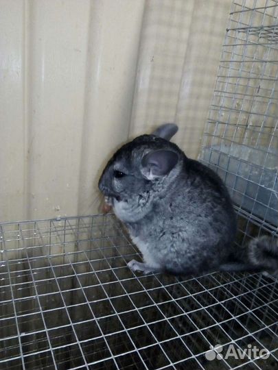 Корм для шиншилл