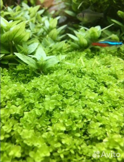 Аква ферма Аквариумные Растения