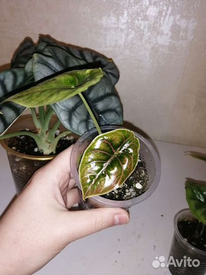 Алоказии, сильвер драгон, лонгилоба и др сорта