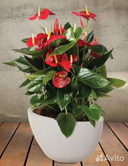 Комнатные цветы