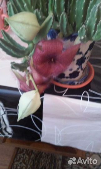 Суккуленты цветы