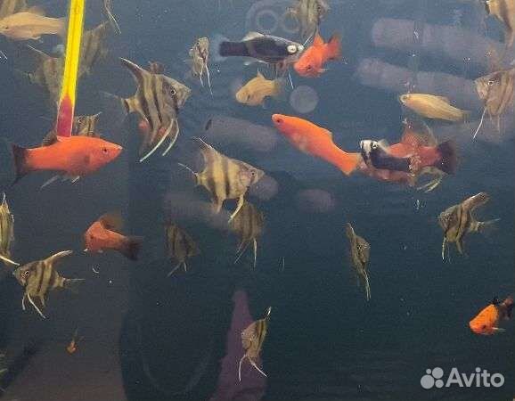 Аквариумные рыбки скалярии