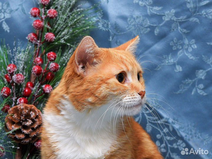 Кошка рыжая с белой грудкой