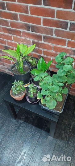 Комнатные цветы