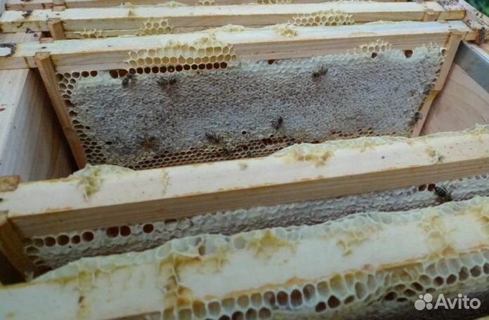 Мёд Алтайский опт