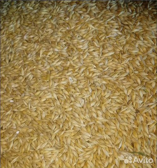 Фуражная пшеница, Кормовая кукуруза на корм