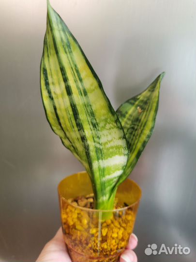 Сансевиерия сортовая