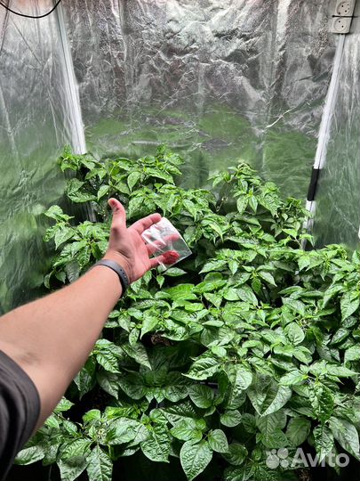 Перец каролина рипер