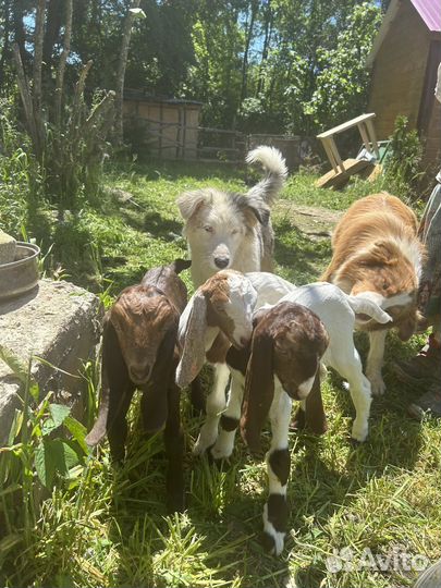 Камори - козлики