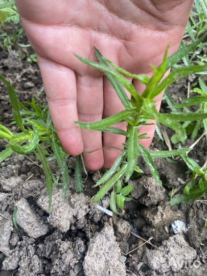 Гипсофила (тысячелистник жемчужница )