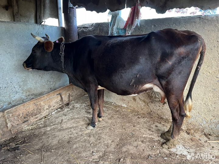 Коровы дойные молочные