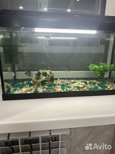 Аквариум