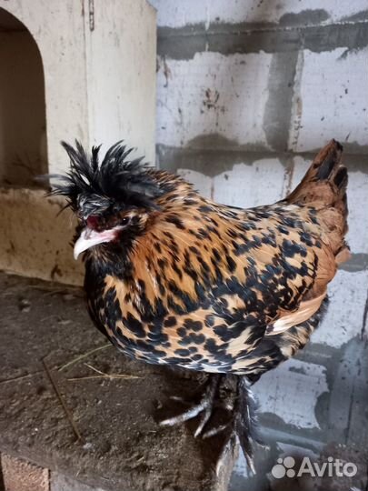 Инкубационное яйцо кур