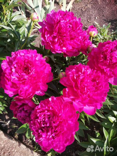 Саженцы пионов
