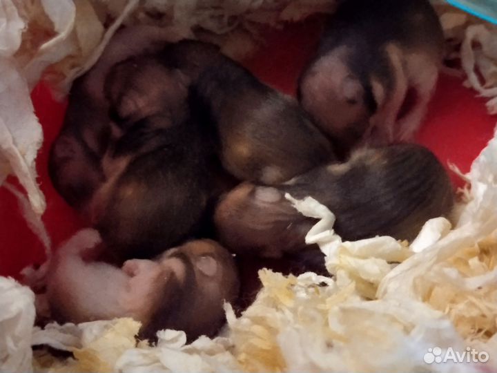 Сирийские хомячки дети