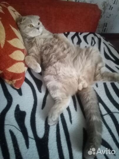 Передержка животных, зооняня